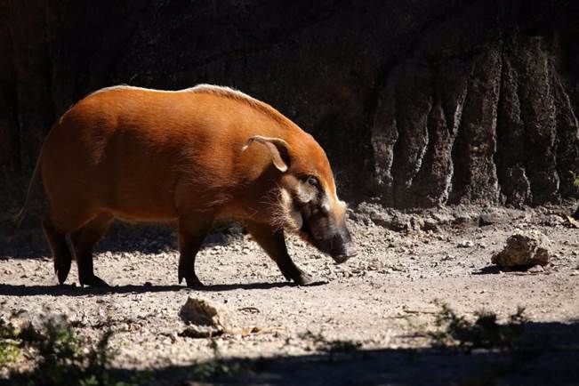 large red pig