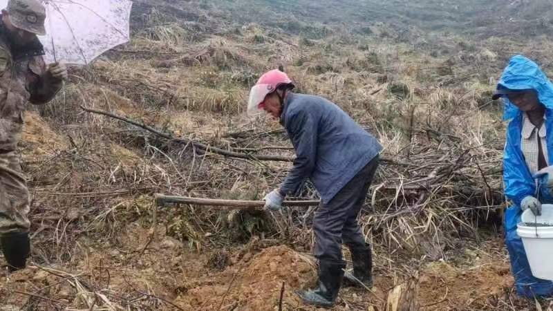 图为在民工该分场甘洛乡布岭山场整地挖穴。